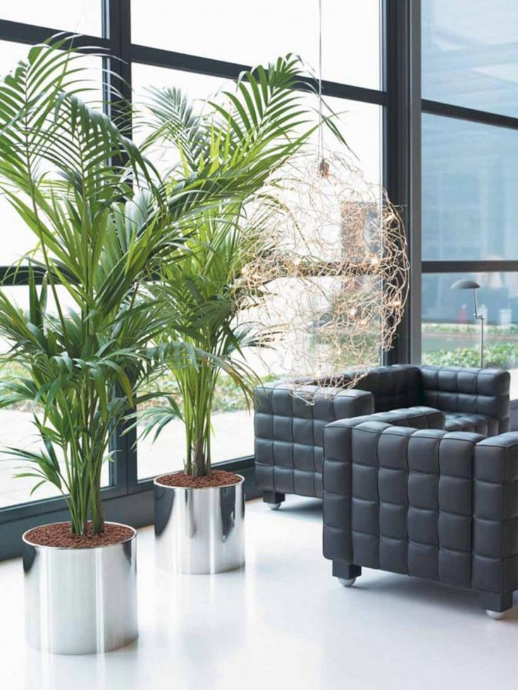 Living Room Indoor Plants Ideas
