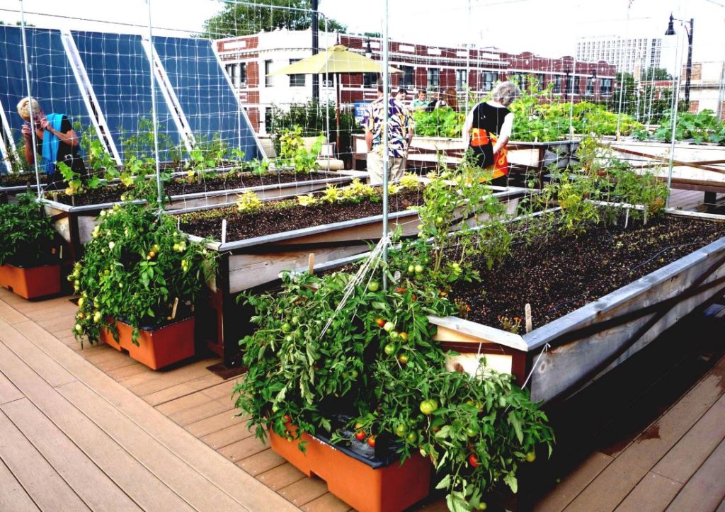 Rooftop Vegetable Garden