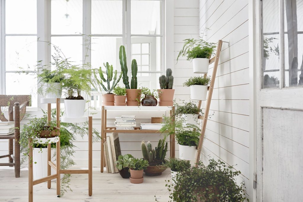 Plants in Interior Design