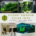 7 Elegant Aquarium Design Ideas