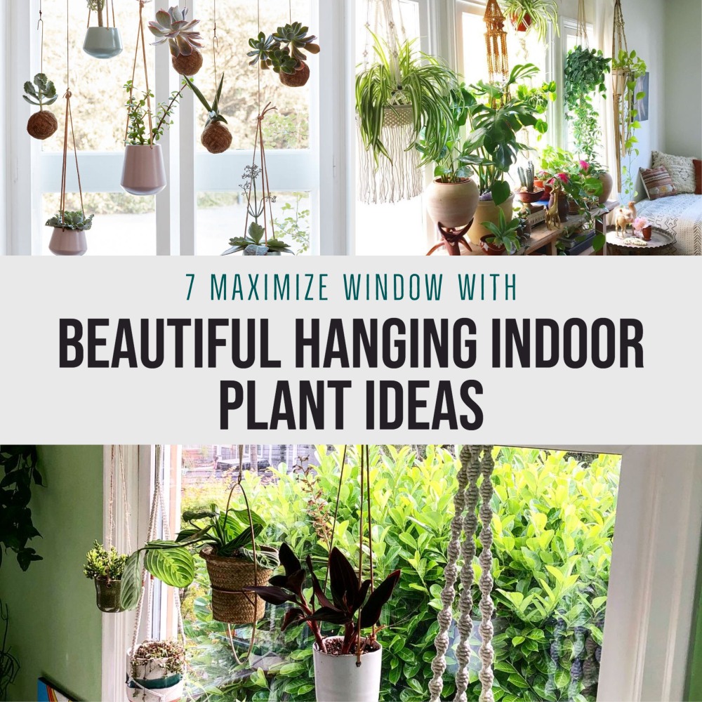 Maximize Window With Beautiful Hanging Indoor Plant Ideas