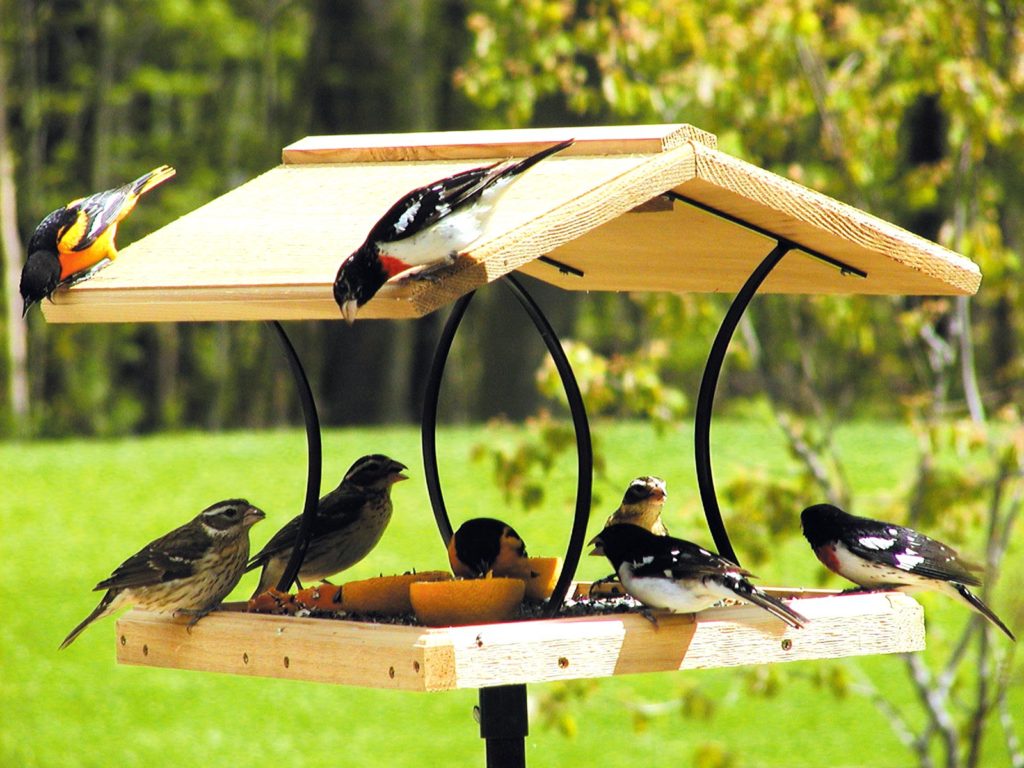 DIY Tray Bird Feeders Bird Cages source allbirdcage.com