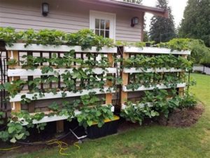 easy hydroponic vertical strawberry