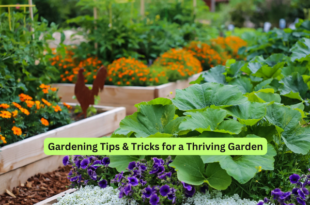 Gardening Tips & Tricks for a Thriving Garden